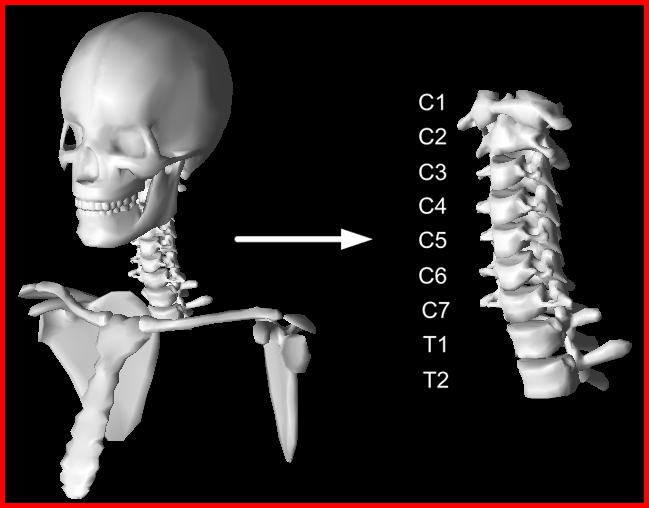 Human Neck Bone Anatomy : Bones of the Chest and Upper Back / Useful